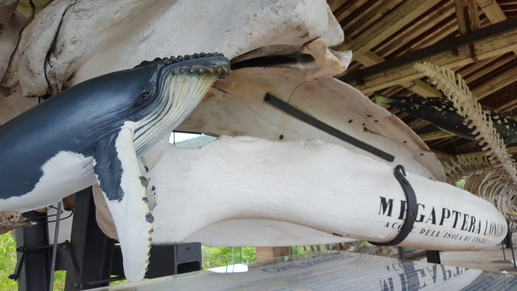 Galleria dei cetacei Museo di Storia Naturale dell'Università di Pisa