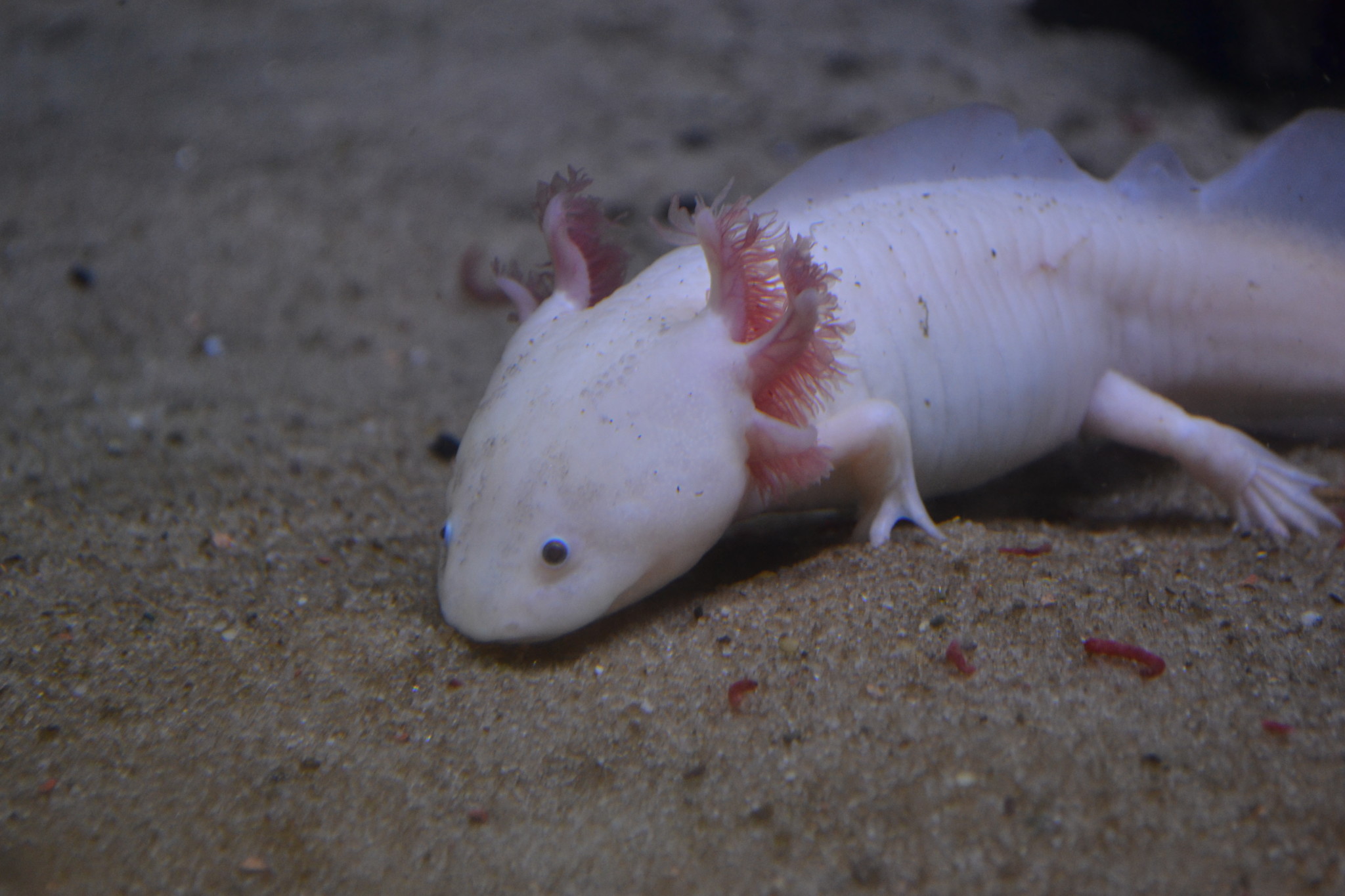 Il Girino Peter Pan Museo Di Storia Naturale Dell Universita Di Pisa