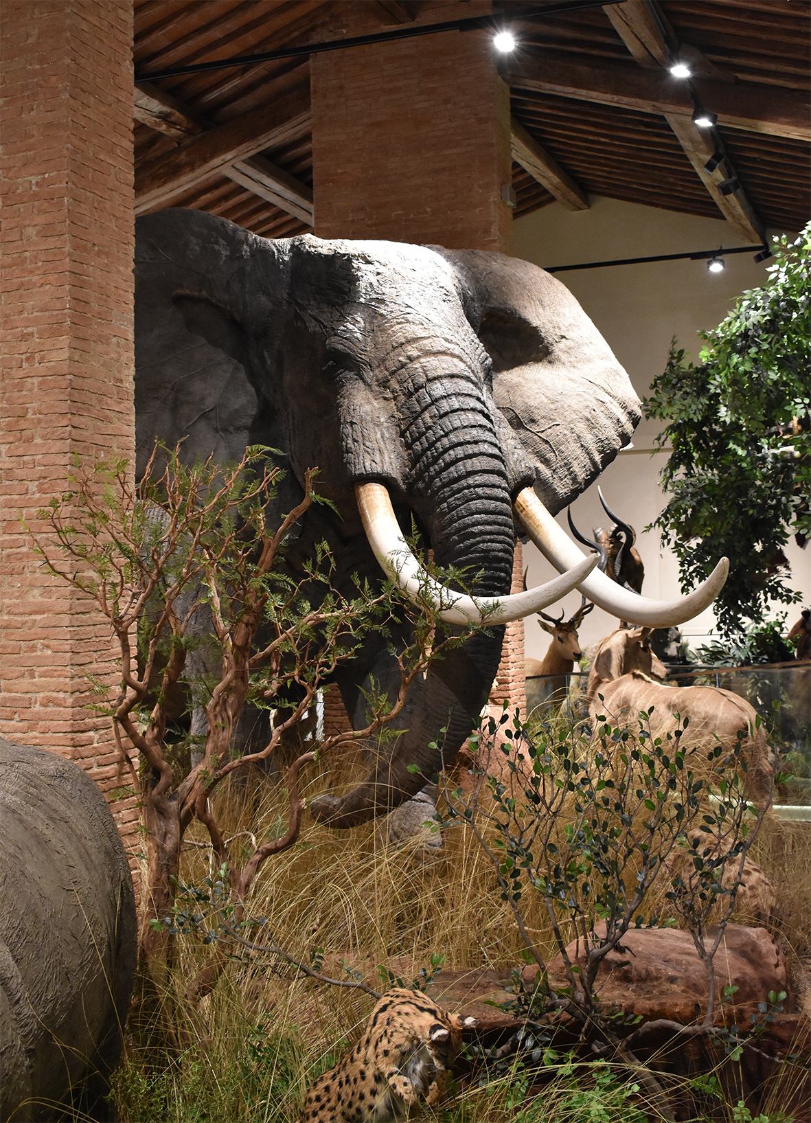 Elefante africano