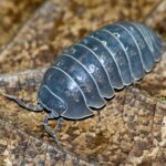 Armadillium vulgare